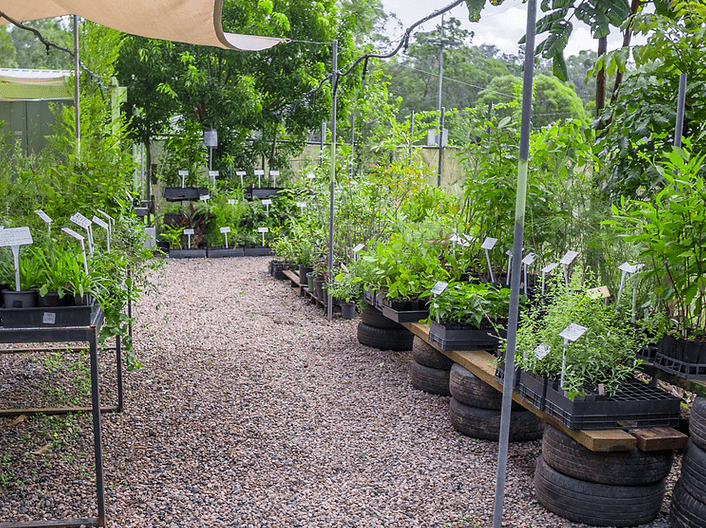 A small plant nursery with rows of native plants in pots displayed on elevated platforms made of recycled tires, under a shade cloth. The path is made of gravel, and lush greenery surrounds the area, with signs labeling the plants.