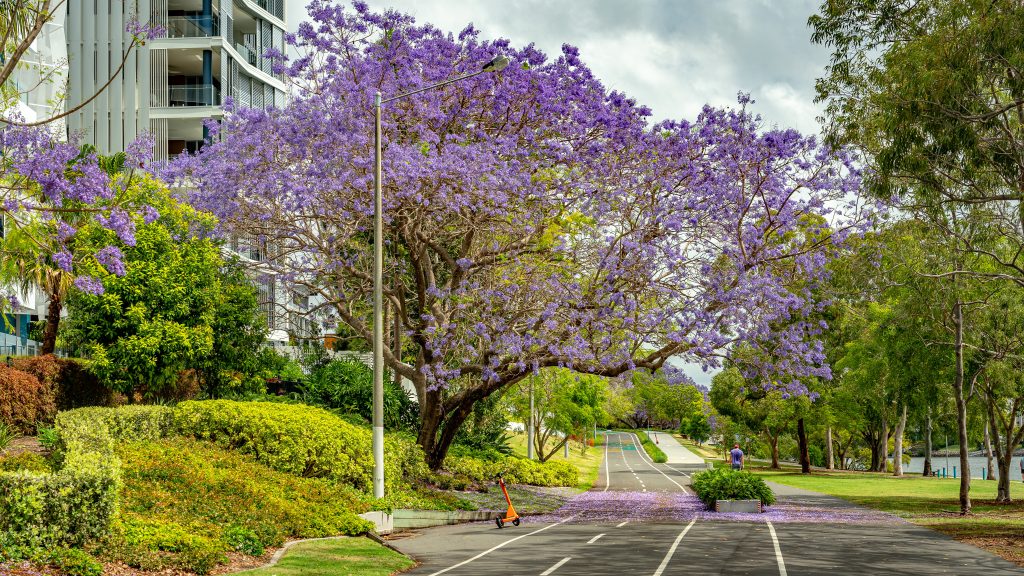 A scenic pathway lined with blooming jacaranda trees covered in vibrant purple flowers. A single orange electric scooter is parked on the road under the tree. In the distance, a person walks along the path amidst lush green vegetation, with high-rise buildings on the left and a peaceful riverbank on the right.